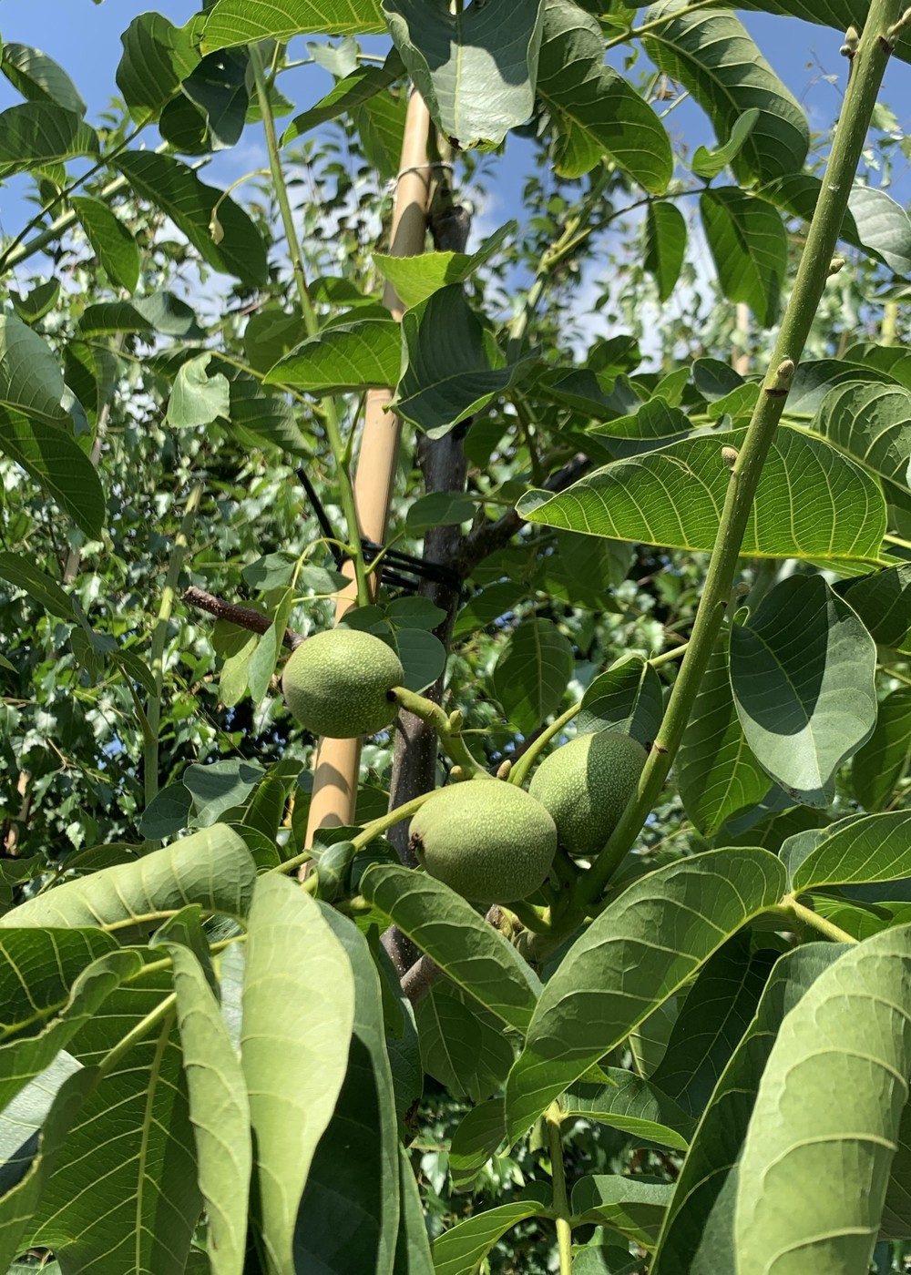 Walnußbaum | Juglans regia Walnußbaum | Juglans regia