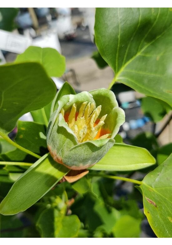 Amerikanischer Tulpenbaum | Liriodendron tulipifera
