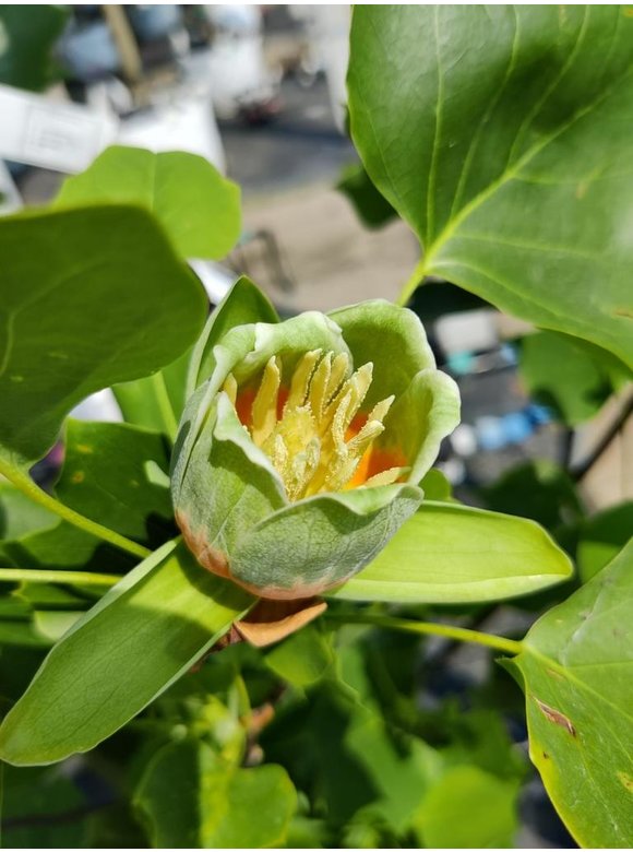 Amerikanischer Tulpenbaum | Liriodendron tulipifera Amerikanischer Tulpenbaum | Liriodendron tulipifera
