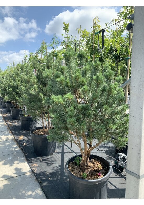 Silberkiefer 'Watereri' | Pinus sylvestris 'Watereri'