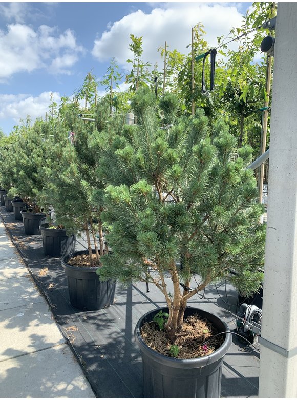 Silberkiefer 'Watereri' | Pinus sylvestris 'Watereri' Silberkiefer 'Watereri' | Pinus sylvestris 'Watereri'