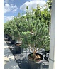 Silberkiefer 'Watereri' | Pinus sylvestris 'Watereri'