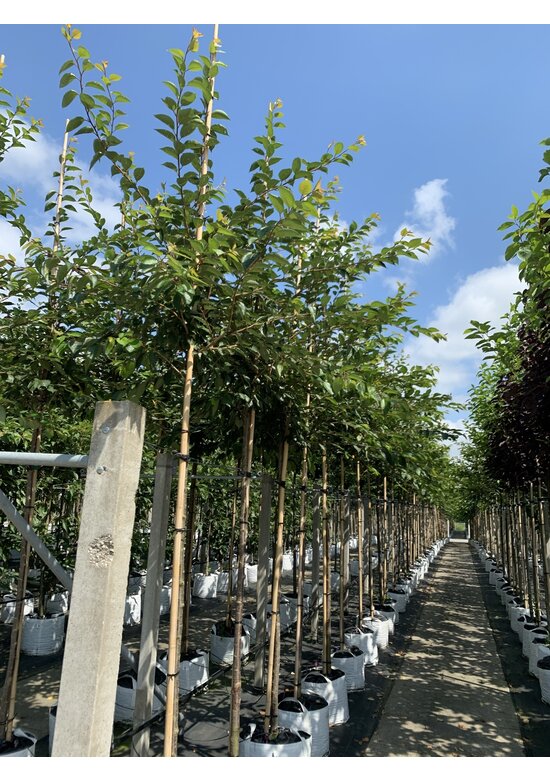 Zierkirsche 'Accolade' | Prunus 'Accolade' Zierkirsche 'Accolade' | Prunus 'Accolade'