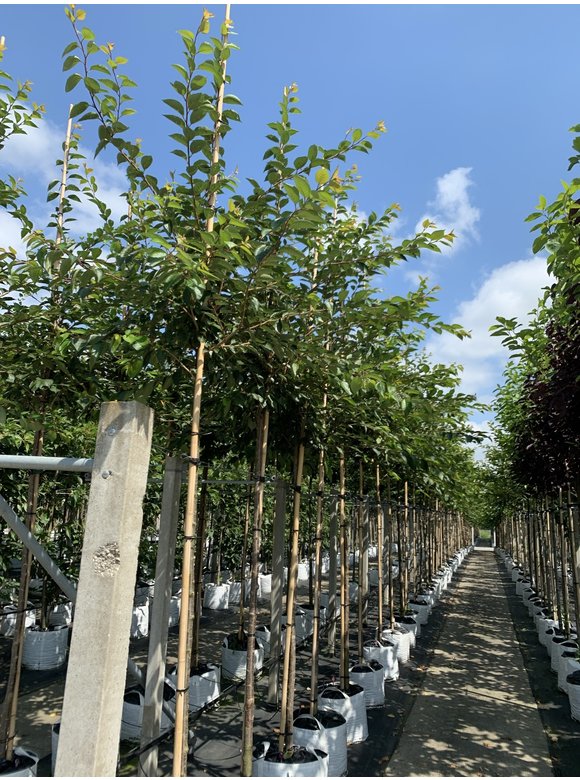 Frühlingskirsche - Zierkirsche 'Accolade' | Prunus 'Accolade' Frühlingskirsche - Zierkirsche 'Accolade' | Prunus 'Accolade'