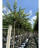 Zierkirsche 'Accolade' | Prunus 'Accolade' Zierkirsche 'Accolade' | Prunus 'Accolade'