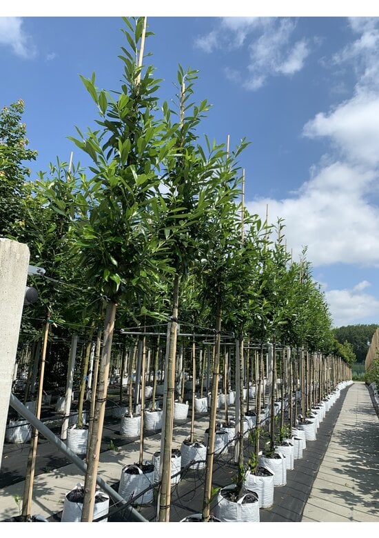 Kaukasischer Kirschlorbeer | Prunus laurocerasus 'Caucasica'