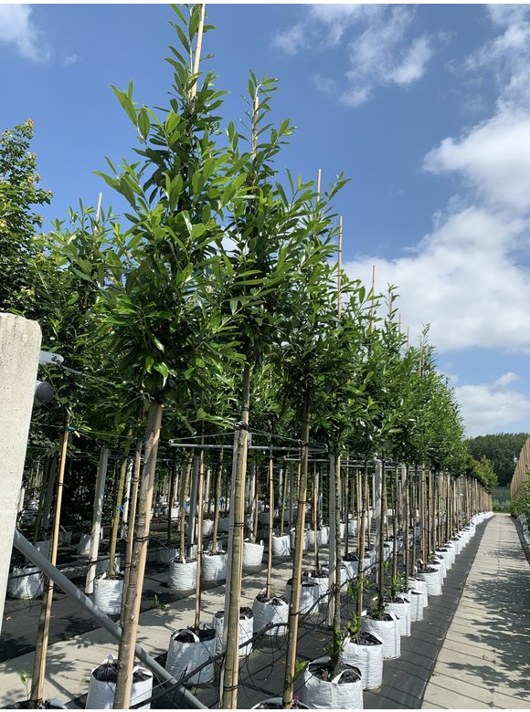 Kaukasischer Kirschlorbeer Baum 'Caucasica' | Prunus laurocerasus 'Caucasica' Kaukasischer Kirschlorbeer Baum 'Caucasica' | Prunus laurocerasus 'Caucasica'