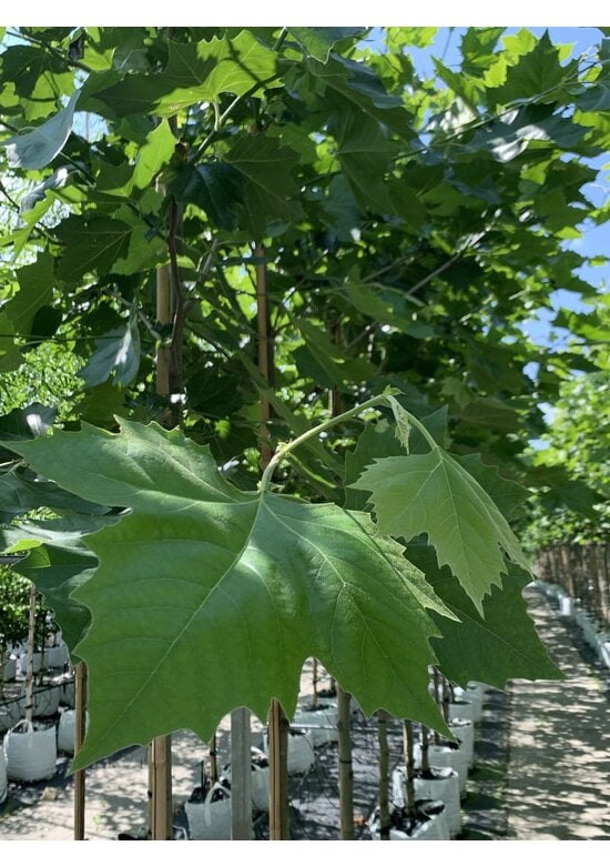 Ahornblättrige Platane | Platanus hispanica