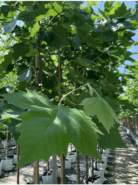 Ahornblättrige Platane | Platanus hispanica Ahornblättrige Platane | Platanus hispanica