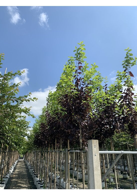 Virginische Traubenkirsche 'Shubert' | Prunus virginiana 'Shubert'