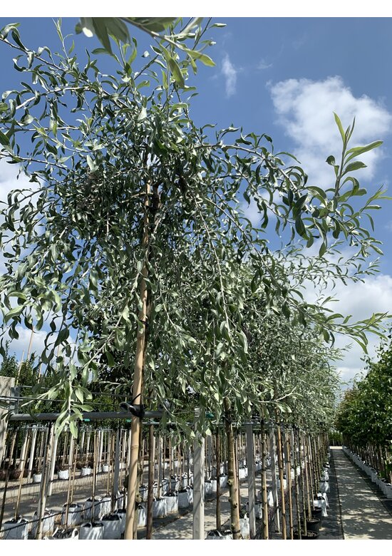 Weidenblättrige Birne | Pyrus salicifolia 'Pendula'