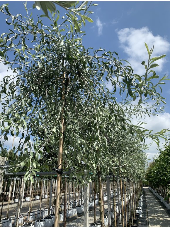 Weidenblättrige-Birne - Hängende-Wildbirne | Pyrus salicifolia 'Pendula' Weidenblättrige-Birne - Hängende-Wildbirne | Pyrus salicifolia 'Pendula'