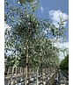 Weidenblättrige-Birne | Pyrus salicifolia 'Pendula'