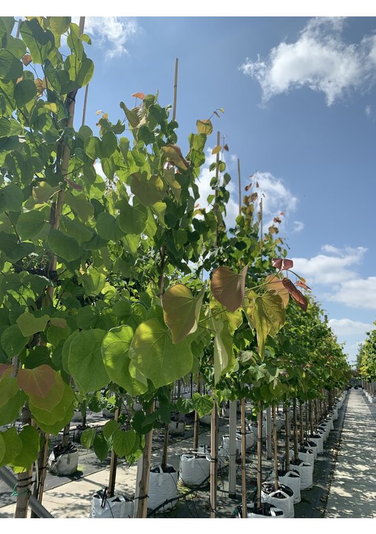 Kanadischer Judasbaum | Cercis canadensis