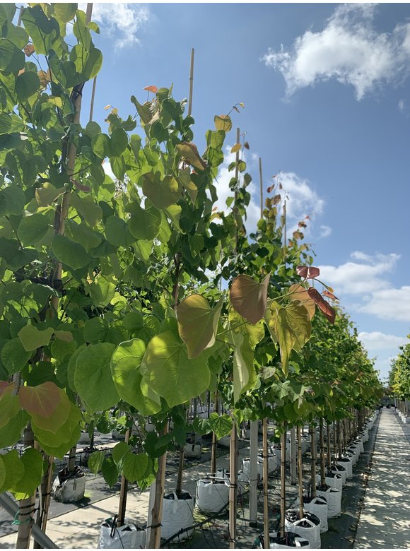 Kanadischer Judasbaum | Cercis canadensis Kanadischer Judasbaum | Cercis canadensis