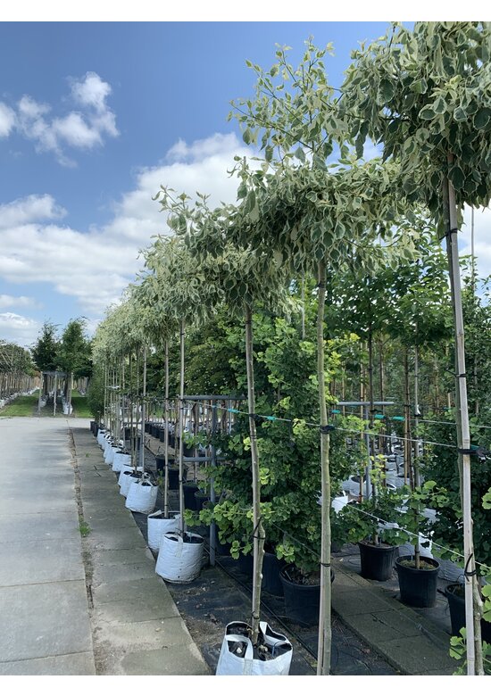 Hoher Weißbunter Etagen-Hartriegel 'Variegata' | Cornus controversa 'Variegata'