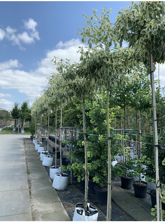 Hoher Weißbunter Etagen-Hartriegel 'Variegata' | Cornus controversa 'Variegata' Hoher Weißbunter Etagen-Hartriegel 'Variegata' | Cornus controversa 'Variegata'