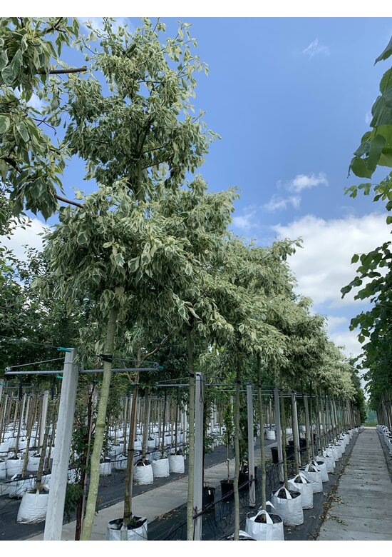 Hoher Weißbunter Etagen-Hartriegel 'Variegata' | Cornus controversa 'Variegata'