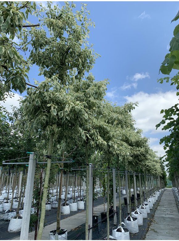 Hoher Weißbunter Etagen-Hartriegel 'Variegata' | Cornus controversa 'Variegata' Hoher Weißbunter Etagen-Hartriegel 'Variegata' | Cornus controversa 'Variegata'