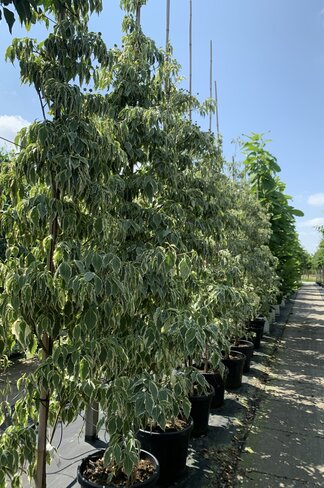 Japanischer Blumen-Hartriegel 'Laura' | Cornus kousa 'Laura'