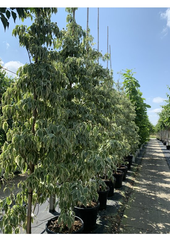 Japanischer Blumen-Hartriegel 'Laura' | Cornus kousa 'Laura'