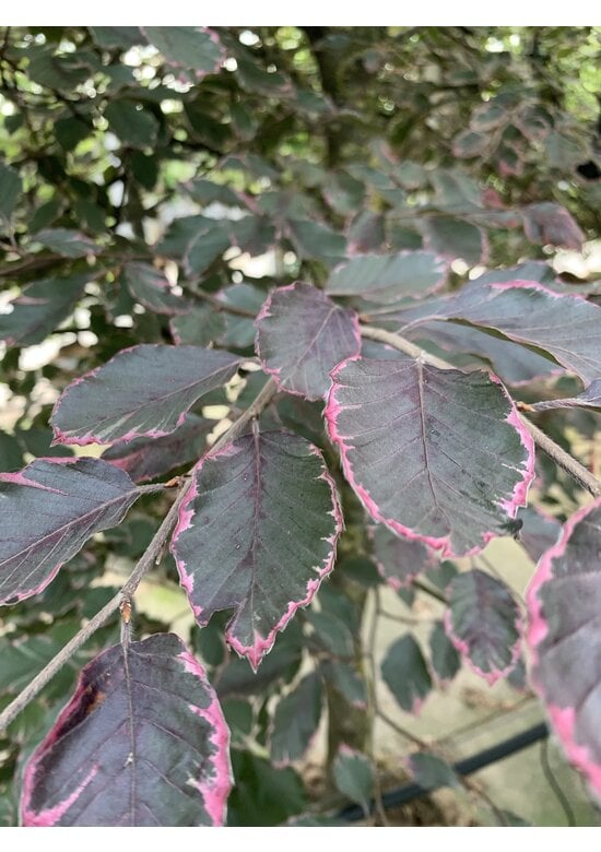 Dreifarbige Buche 'Tricolor' | Fagus sylvatica 'Tricolor'