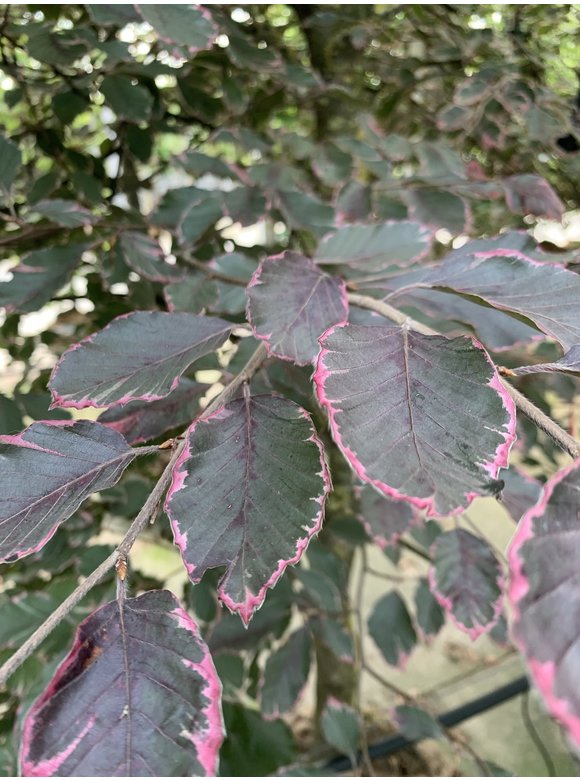 Dreifarbige Buche - Rotbuche 'Tricolor' | Fagus sylvatica 'Tricolor' Dreifarbige Buche - Rotbuche 'Tricolor' | Fagus sylvatica 'Tricolor'