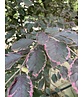 Dreifarbige Buche 'Tricolor' | Fagus sylvatica 'Tricolor' Dreifarbige Buche 'Tricolor' | Fagus sylvatica 'Tricolor'