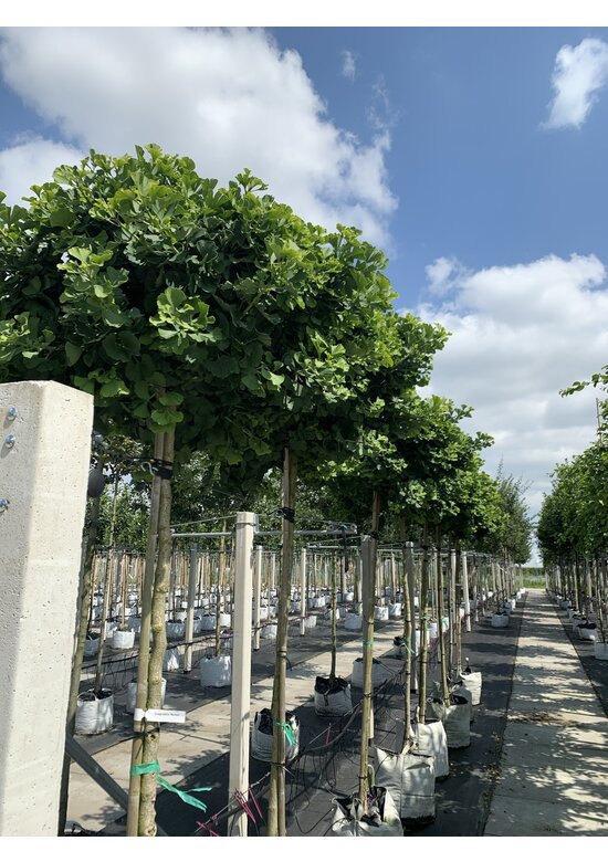 Kugel-Fächerblattbaum 'Globus' | Ginkgo biloba 'Globus' Kugel-Fächerblattbaum 'Globus' | Ginkgo biloba 'Globus'