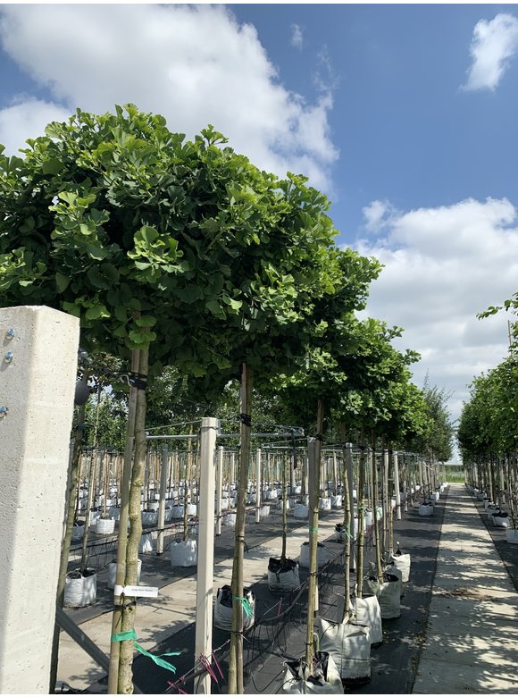 Kugel-Ginkgo - Kugel-Fächerblattbaum 'Globus' | Ginkgo biloba 'Globus' Kugel-Ginkgo - Kugel-Fächerblattbaum 'Globus' | Ginkgo biloba 'Globus'