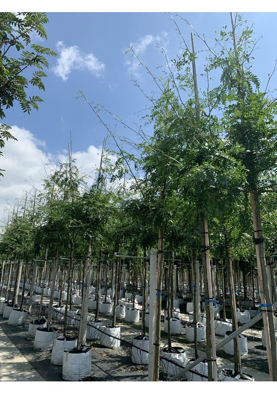 Lederhülsenbaum - Gleditschie 'Skyline' | Gleditsia triacanthos 'Skyline' Lederhülsenbaum - Gleditschie 'Skyline' | Gleditsia triacanthos 'Skyline'