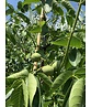 Wallnussbaum 'Nr 16' | Juglans regia 'Nr 16'