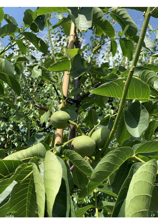 Walnussbaum 'Plovdivski' | Juglans regia 'Plovdiski' Walnussbaum 'Plovdivski' | Juglans regia 'Plovdiski'