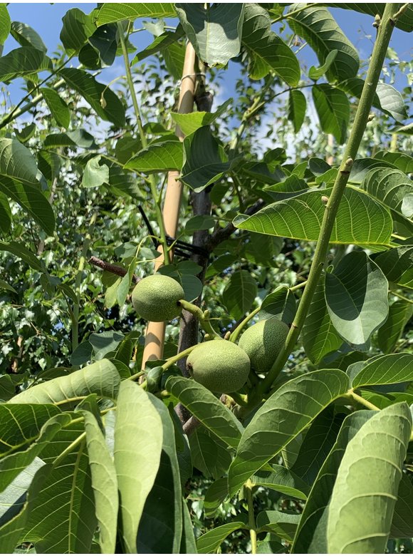 Walnussbaum 'Plovdivski' | Juglans regia 'Plovdiski' Walnussbaum 'Plovdivski' | Juglans regia 'Plovdiski'