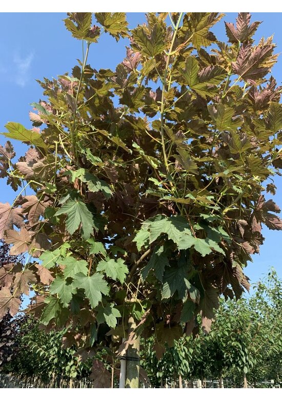 Berg-Ahorn 'Prinz Handjery' | Acer pseudoplatanus 'Prinz Handjery' Berg-Ahorn 'Prinz Handjery' | Acer pseudoplatanus 'Prinz Handjery'