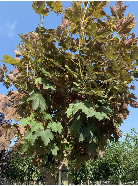 Berg-Ahorn 'Prinz Handjery' | Acer pseudoplatanus 'Prinz Handjery' Berg-Ahorn 'Prinz Handjery' | Acer pseudoplatanus 'Prinz Handjery'