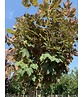 Berg-Ahorn 'Prinz Handjery' | Acer pseudoplatanus 'Prinz Handjery'