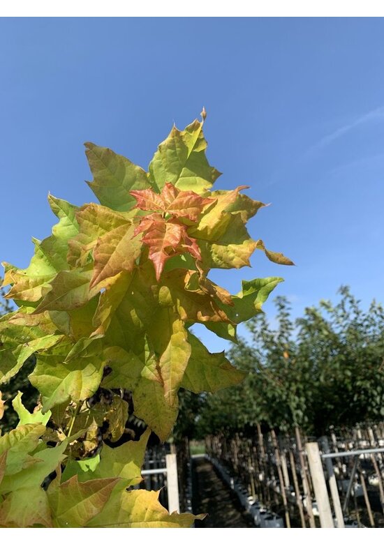 Gelber-Kugelahorn 'Golden Globe' | Acer platanoides 'Golden Globe'