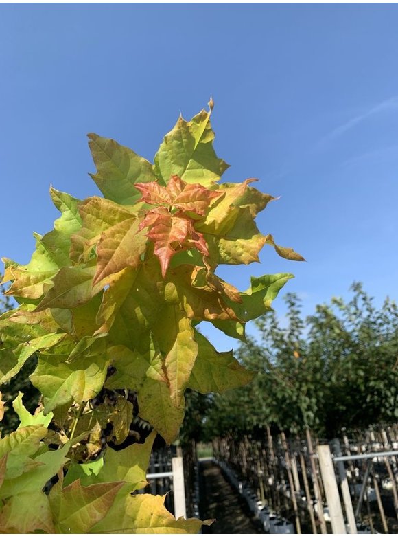 Gelber-Kugelahorn 'Golden Globe' | Acer platanoides 'Golden Globe' Gelber-Kugelahorn 'Golden Globe' | Acer platanoides 'Golden Globe'