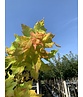 Gelber-Kugelahorn 'Golden Globe' | Acer platanoides 'Golden Globe' Gelber-Kugelahorn 'Golden Globe' | Acer platanoides 'Golden Globe'