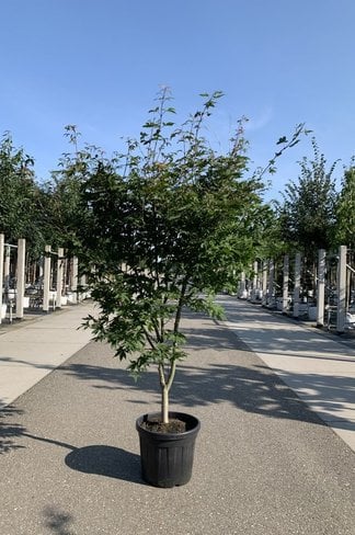Grüner Fächer-Ahorn - Japanischer Fächer-Ahorn 'Osakazuki' | Acer palmatum 'Osakazuki'