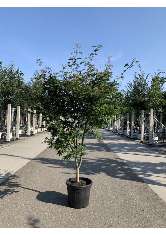 Grüner Fächer-Ahorn - Japanischer Fächer-Ahorn 'Osakazuki' | Acer palmatum 'Osakazuki'