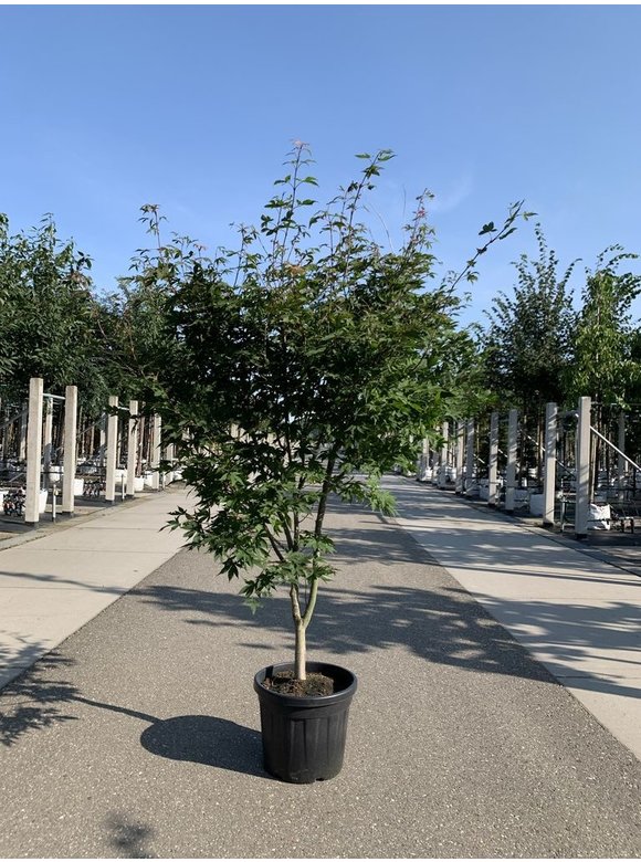 Grüner Fächer-Ahorn - Japanischer Fächer-Ahorn 'Osakazuki' | Acer palmatum 'Osakazuki' Grüner Fächer-Ahorn - Japanischer Fächer-Ahorn 'Osakazuki' | Acer palmatum 'Osakazuki'