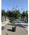 Grüner Fächer-Ahorn - Japanischer Fächer-Ahorn 'Osakazuki' | Acer palmatum 'Osakazuki'