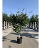 Grüner Fächer-Ahorn - Japanischer Fächer-Ahorn 'Osakazuki' | Acer palmatum 'Osakazuki'
