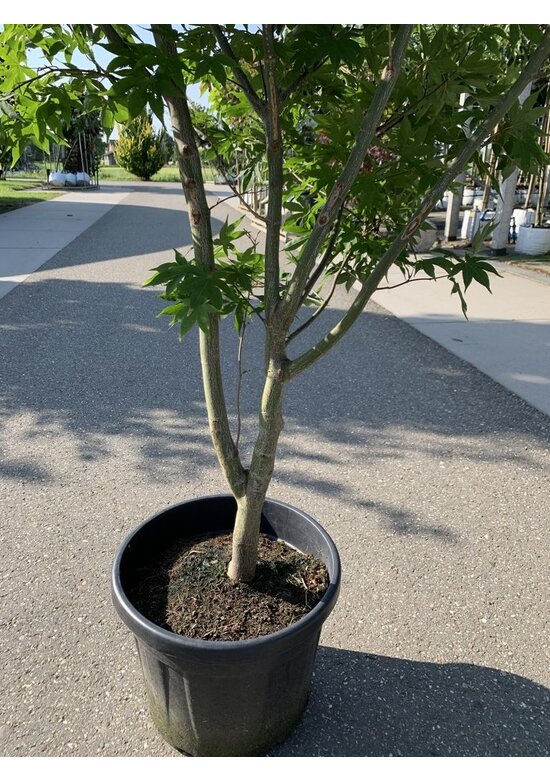 Grüner Fächer-Ahorn - Japanischer Fächer-Ahorn 'Osakazuki' | Acer palmatum 'Osakazuki'