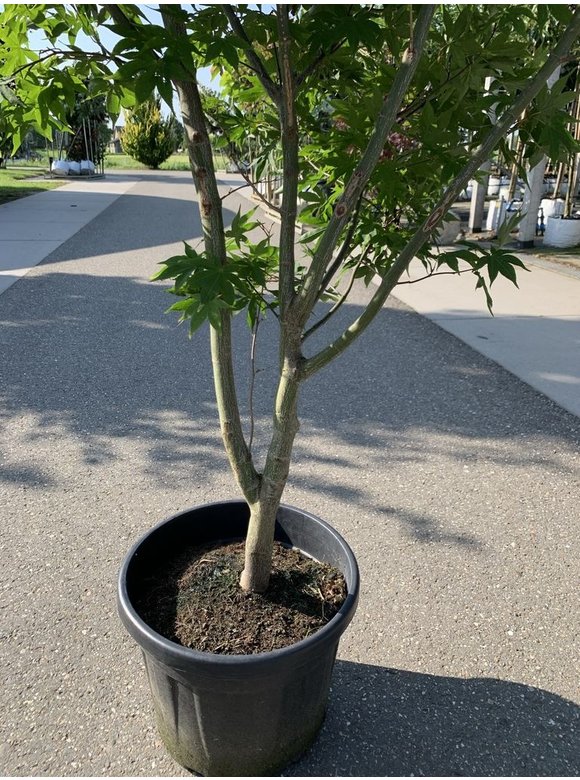 Grüner Fächer-Ahorn - Japanischer Fächer-Ahorn 'Osakazuki' | Acer palmatum 'Osakazuki' Grüner Fächer-Ahorn - Japanischer Fächer-Ahorn 'Osakazuki' | Acer palmatum 'Osakazuki'