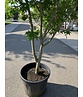 Grüner Fächer-Ahorn - Japanischer Fächer-Ahorn 'Osakazuki' | Acer palmatum 'Osakazuki'