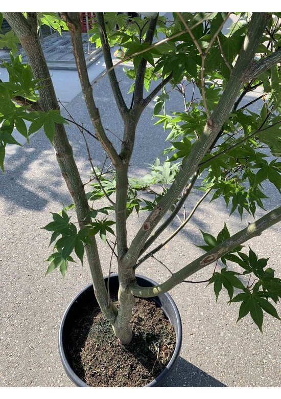 Grüner Fächer-Ahorn - Japanischer Fächer-Ahorn 'Osakazuki' | Acer palmatum 'Osakazuki'