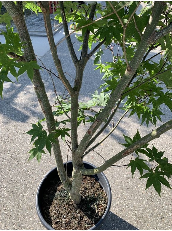 Grüner Fächer-Ahorn - Japanischer Fächer-Ahorn 'Osakazuki' | Acer palmatum 'Osakazuki' Grüner Fächer-Ahorn - Japanischer Fächer-Ahorn 'Osakazuki' | Acer palmatum 'Osakazuki'